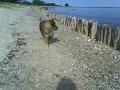 filou (19)
